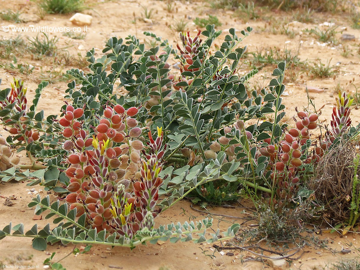 Astragalus kahiricus